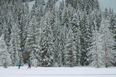 两个人在白昼穿过覆盖着雪的松树